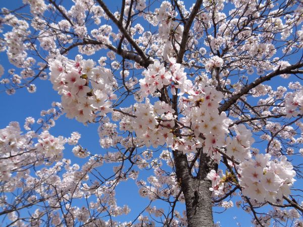 篠目公園の桜
